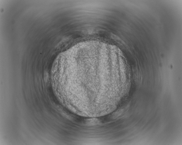 X0000070340087200606301751