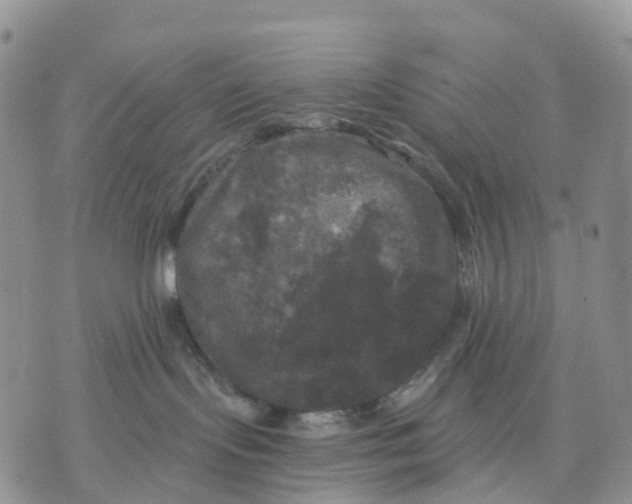 X0000070340095200606301751