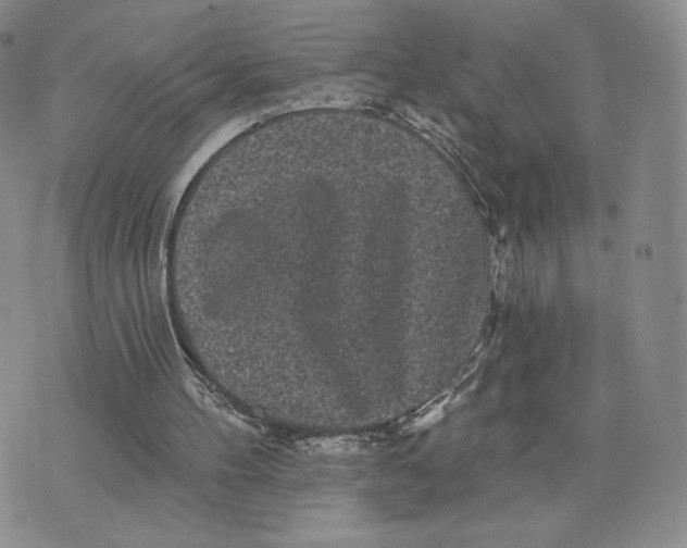 X0000070340100200606301751