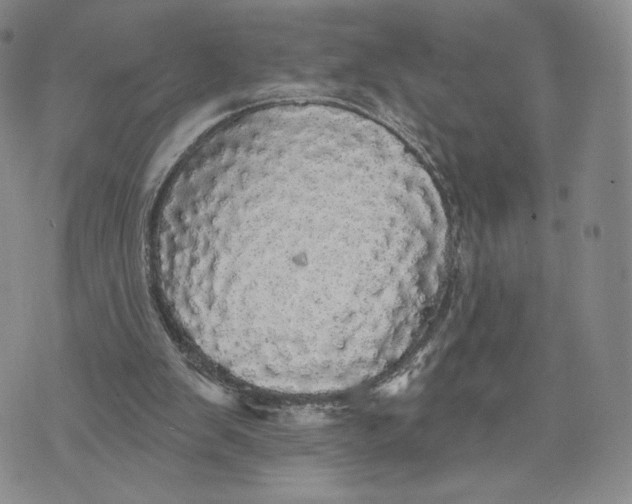 X0000070340103200606301751