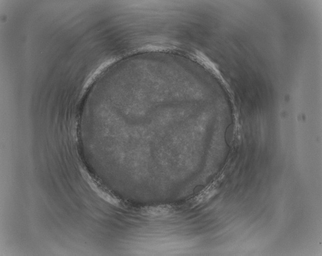 X0000070340106200606301751