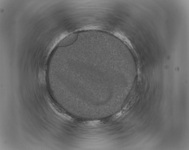 X0000070340108200606301750