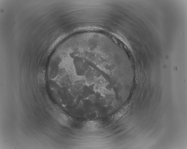 X0000070340111200606301750