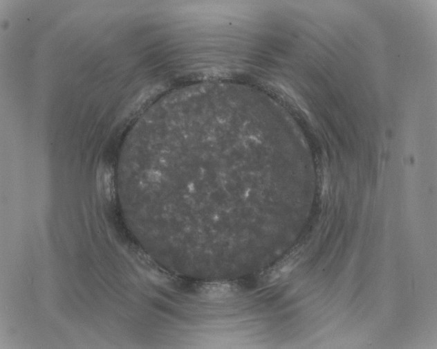 X0000070340123200606301750