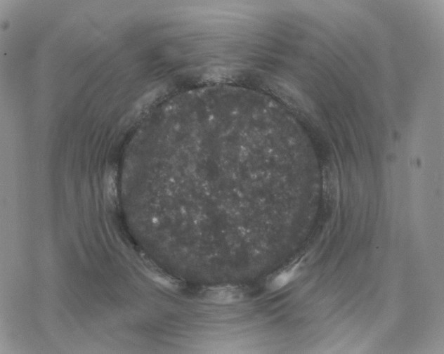 X0000070340127200606301750