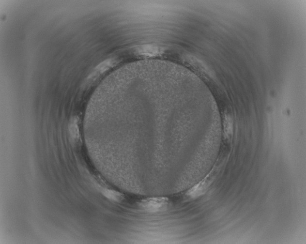 X0000070340128200606301750