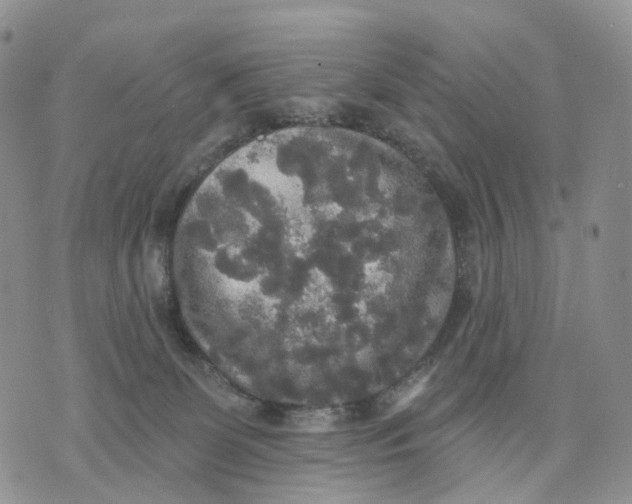 X0000070340131200606301750