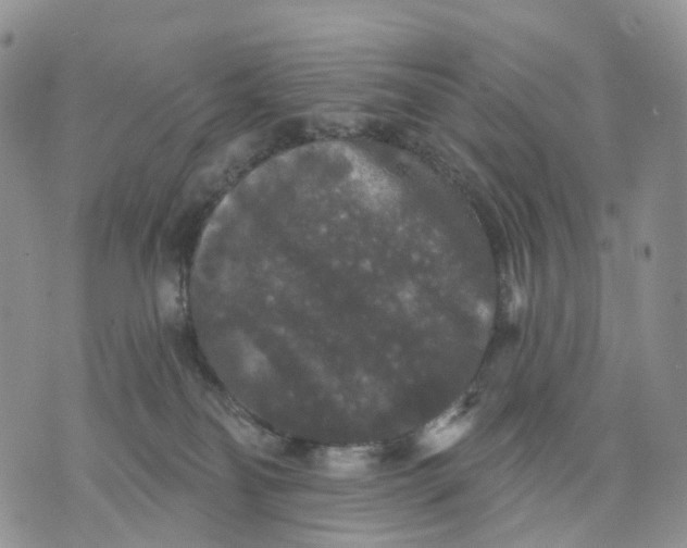 X0000070340134200606301750