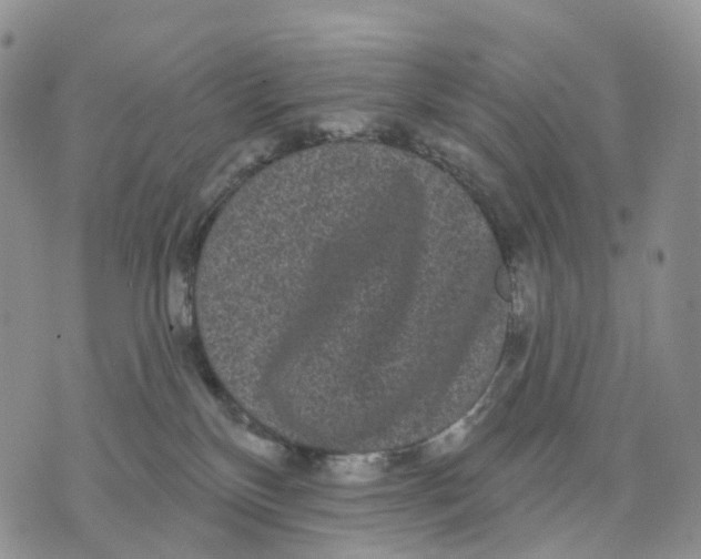 X0000070340136200606301750