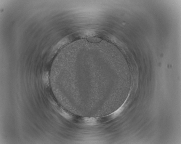 X0000070340144200606301750