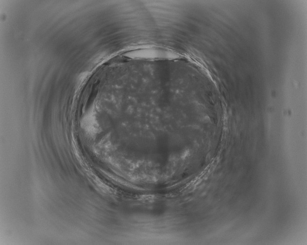 X0000070340145200606301749