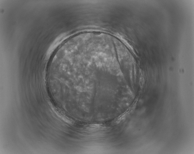 X0000070340151200606301749