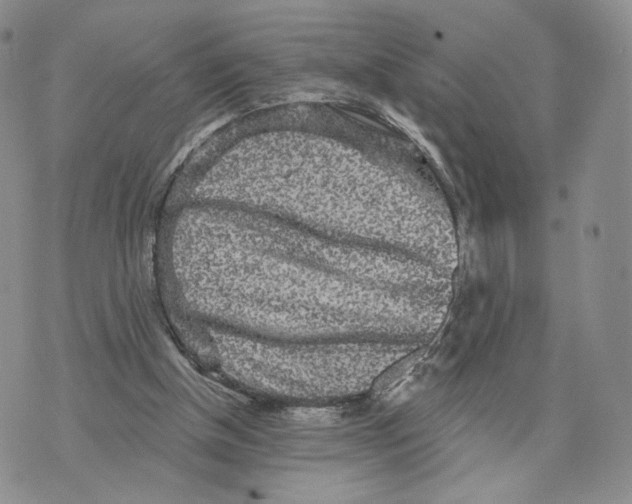 X0000070340154200606301749