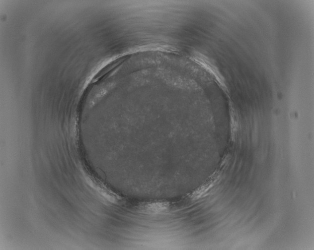 X0000070340156200606301749