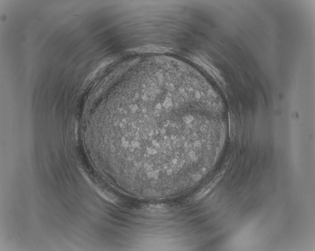 X0000070340157200606301749