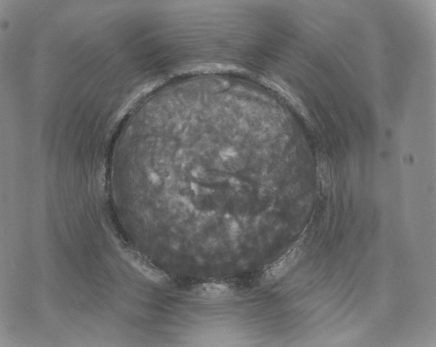 X0000070340159200606301749