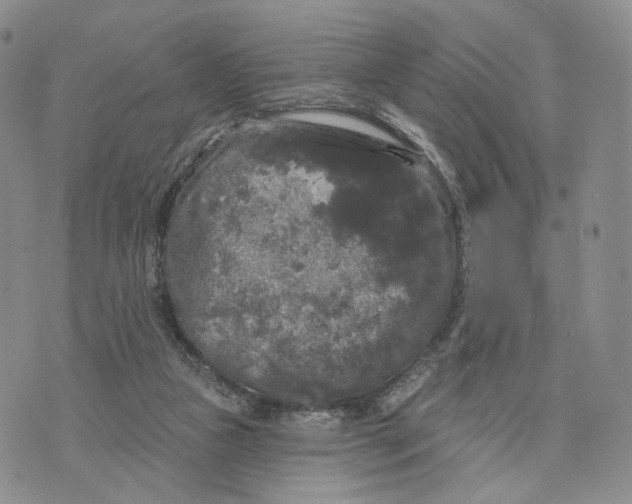 X0000070340161200606301749