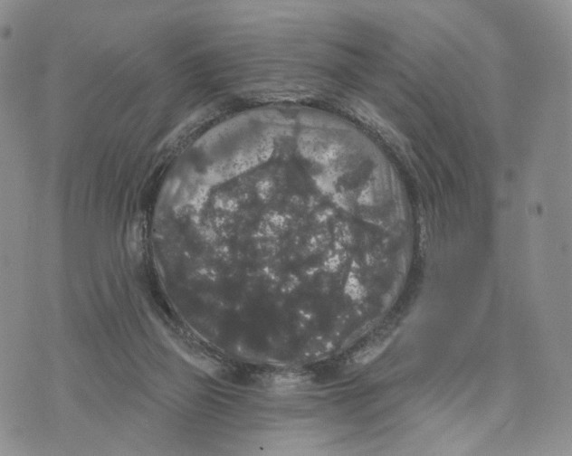 X0000070340165200606301749