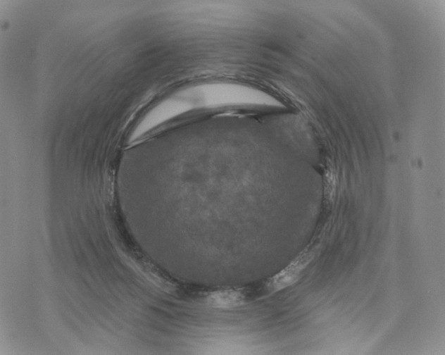 X0000070340168200606301749