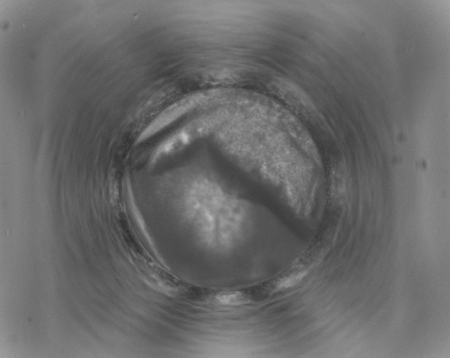 X0000070340173200606301750