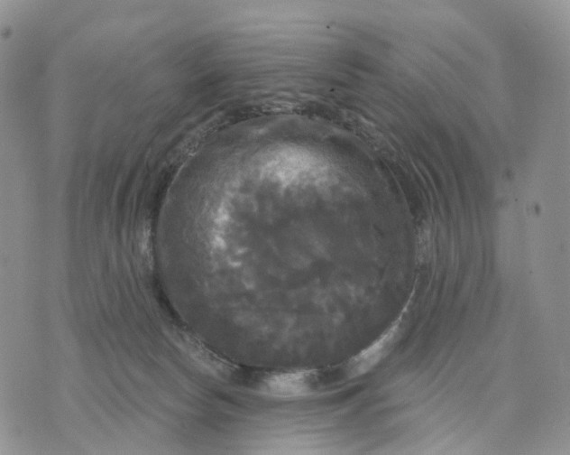 X0000070340178200606301750