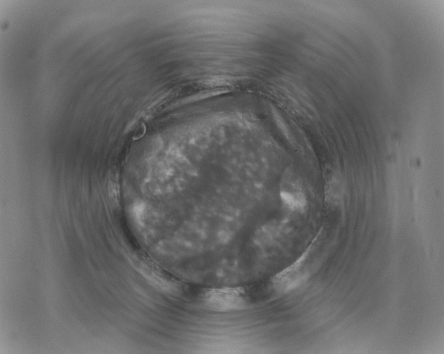 X0000070340179200606301750