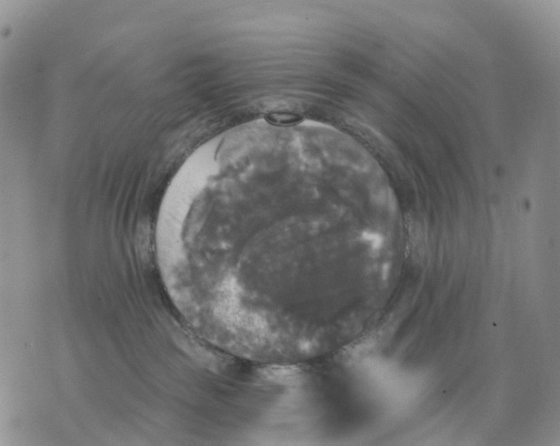 X0000070340189200606301750