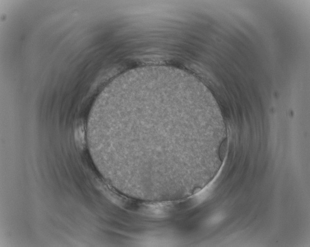 X0000070340190200606301750