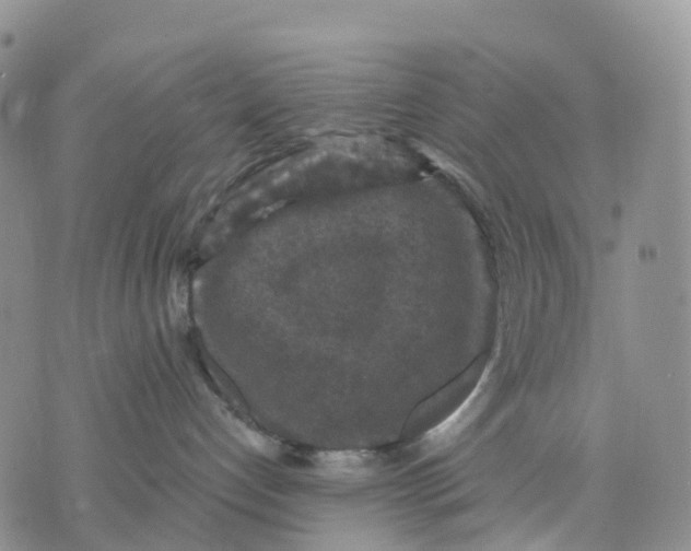 X0000070340192200606301750