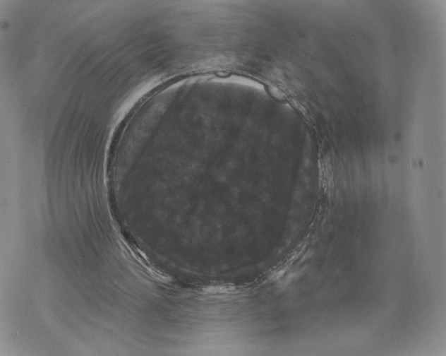 X0000070340196200606301749