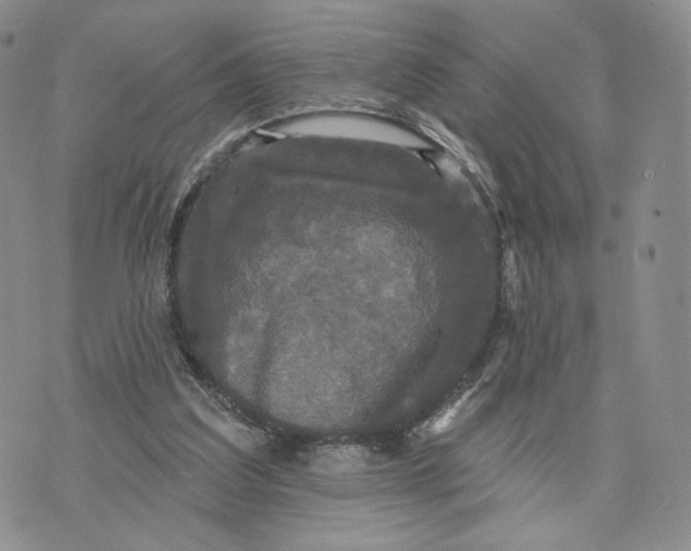 X0000070340203200606301749