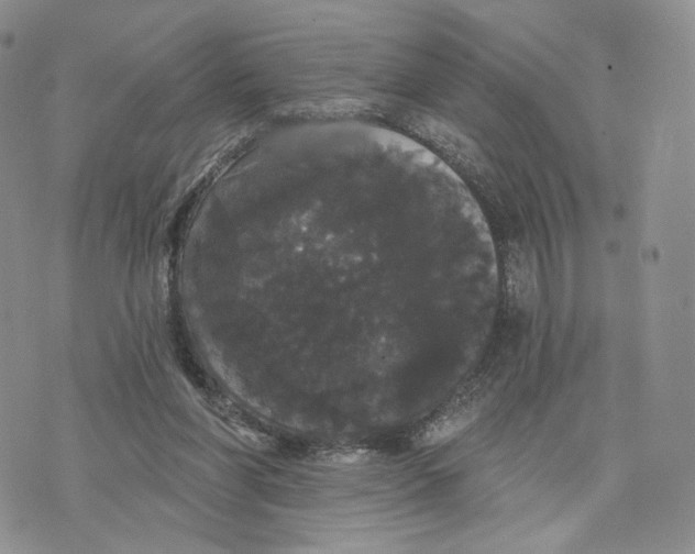 X0000070340206200606301749