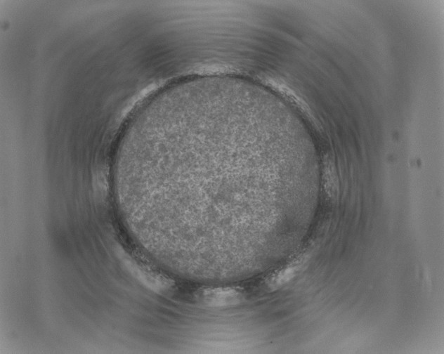 X0000070340208200606301749