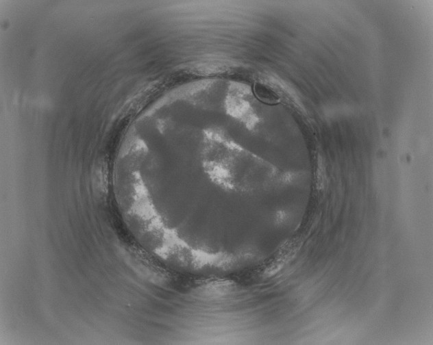 X0000070340210200606301749