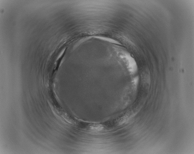 X0000070340214200606301749