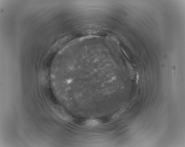 X0000070340218200606301749