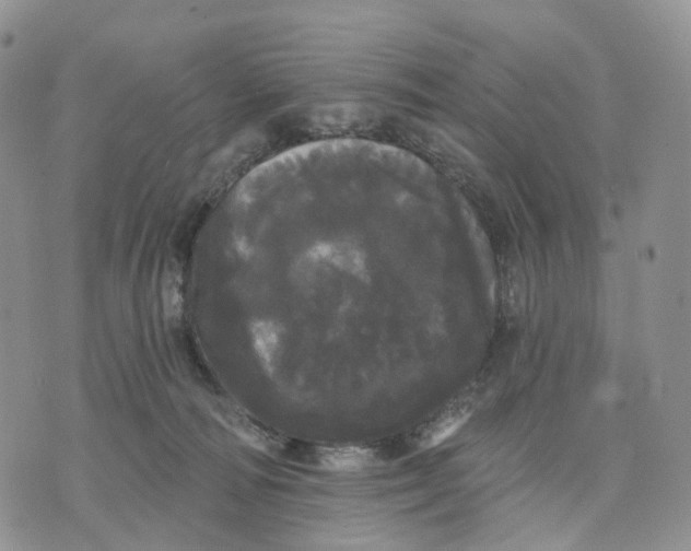 X0000070340226200606301749