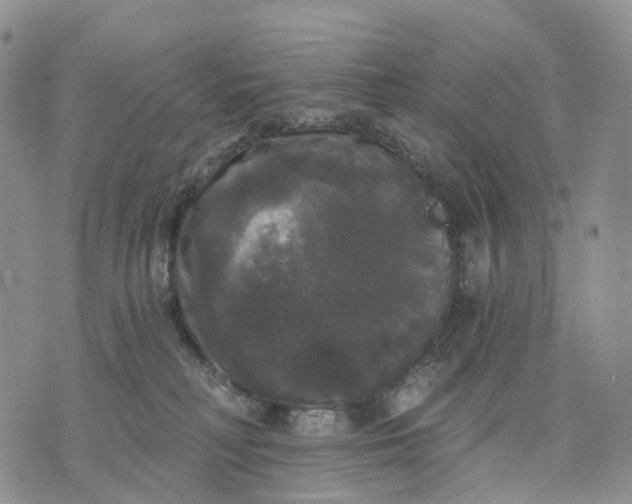 X0000070340230200606301748