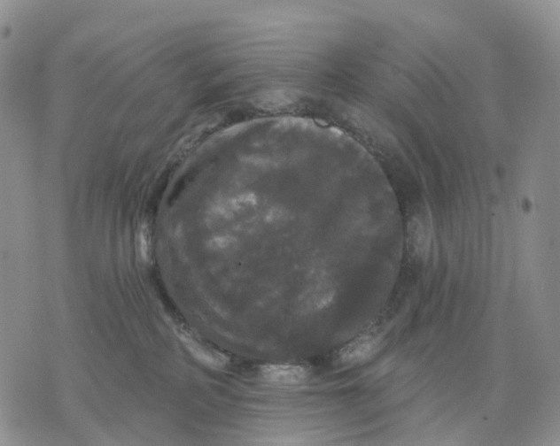 X0000070340234200606301748