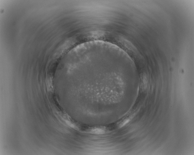 X0000070340236200606301748