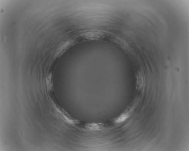 X0000070340239200606301748