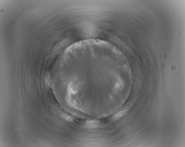 X0000070340240200606301748