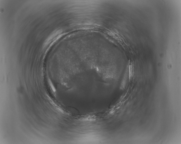 X0000070340243200606301748