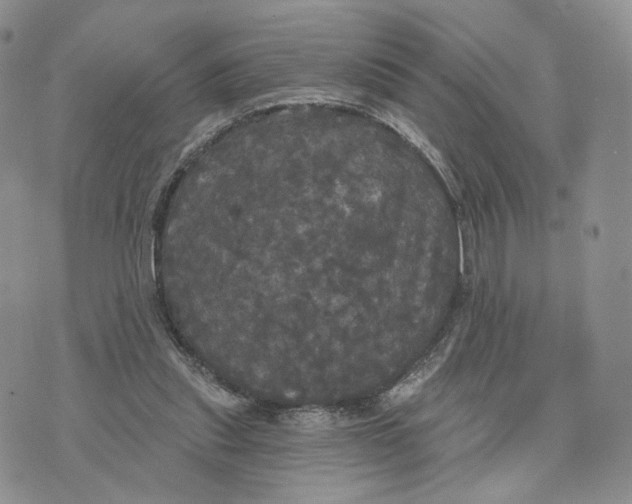 X0000070340253200606301748