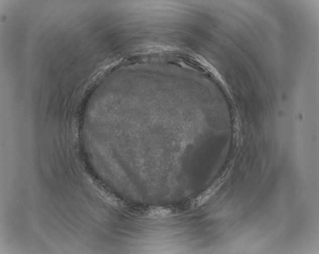 X0000070340257200606301748