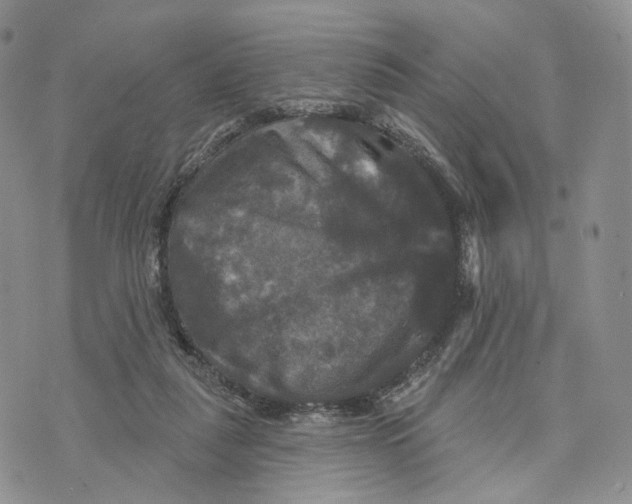 X0000070340259200606301748