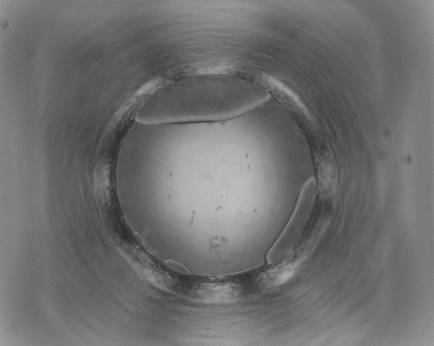 X0000070340260200606301748