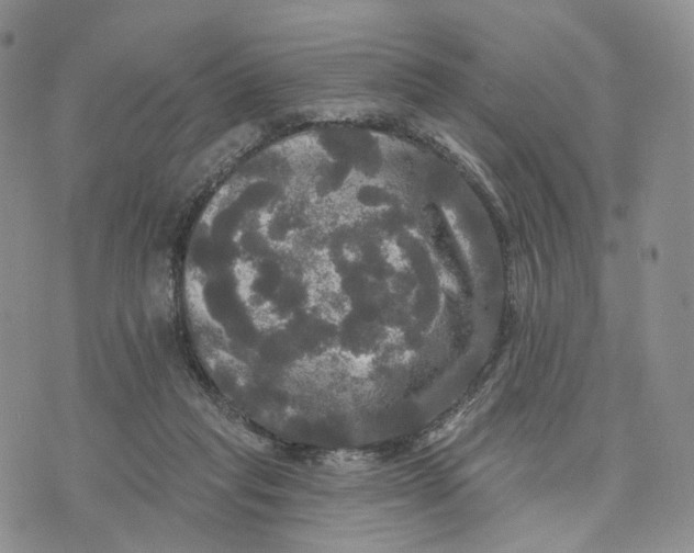 X0000070340261200606301748