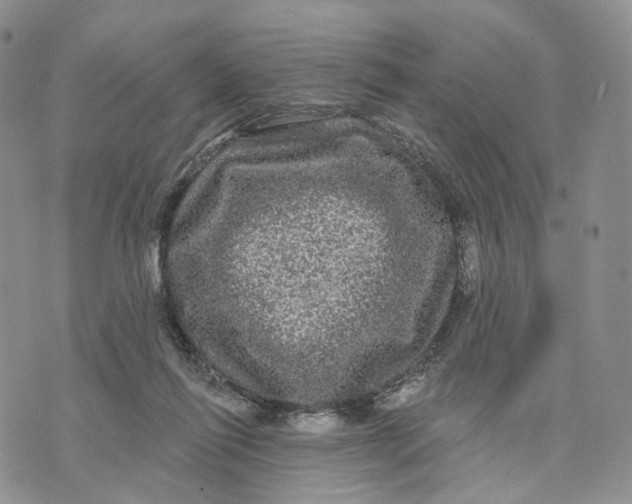 X0000070340262200606301748