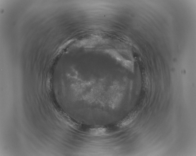 X0000070340266200606301748